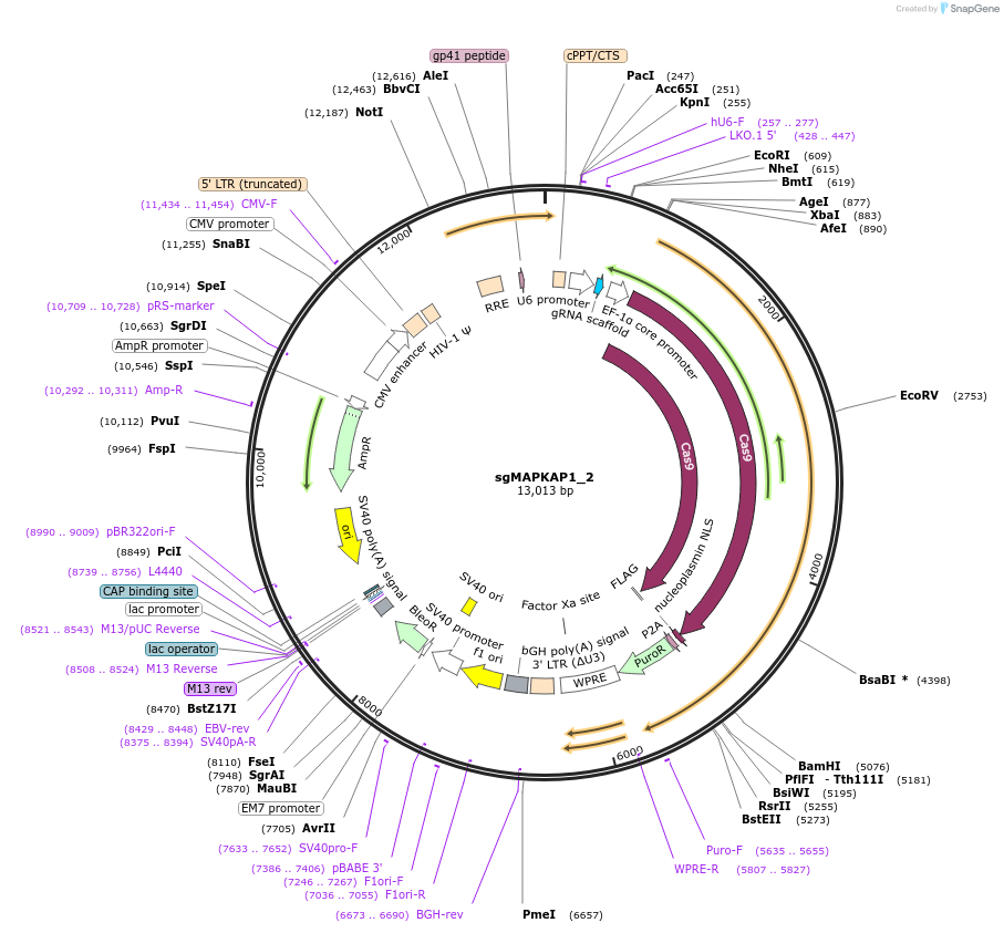 124911-plasmid-map-sequence-id-244571