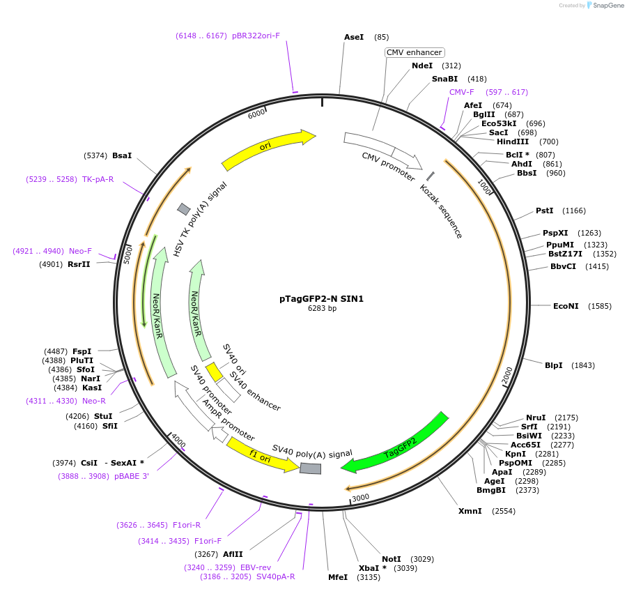 124919-plasmid-map-sequence-id-244573