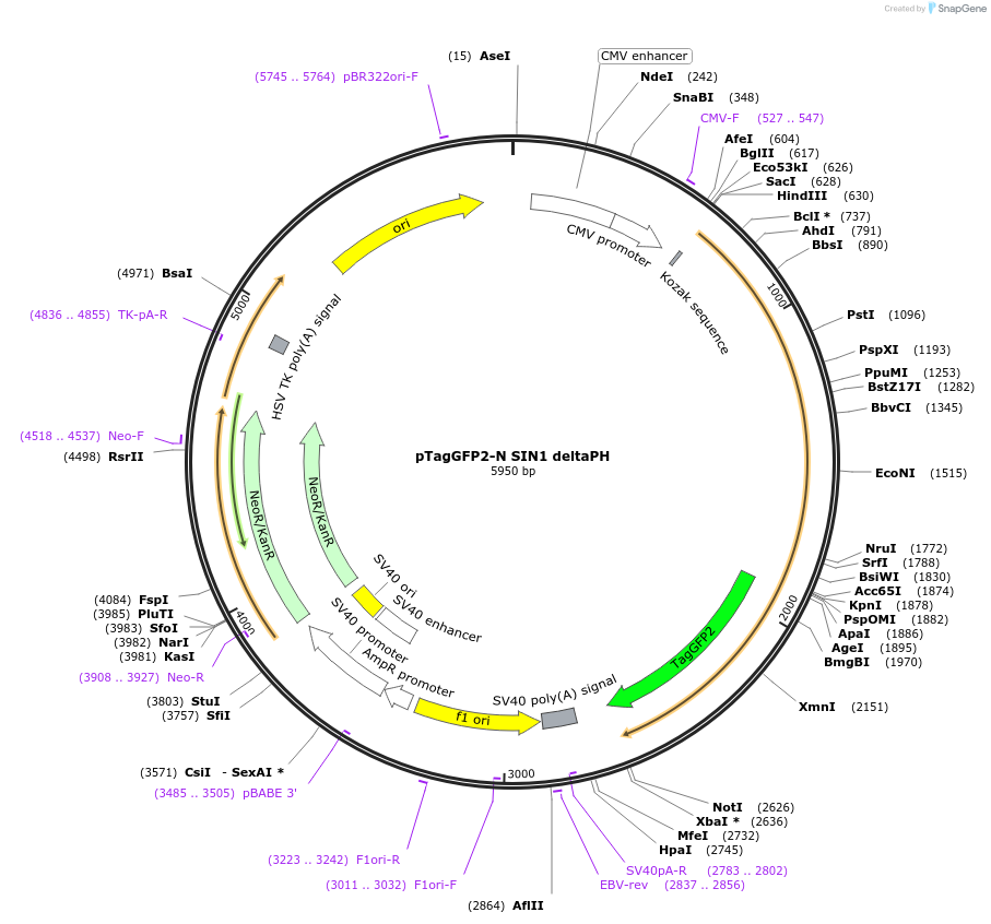 124922-plasmid-map-sequence-id-244578