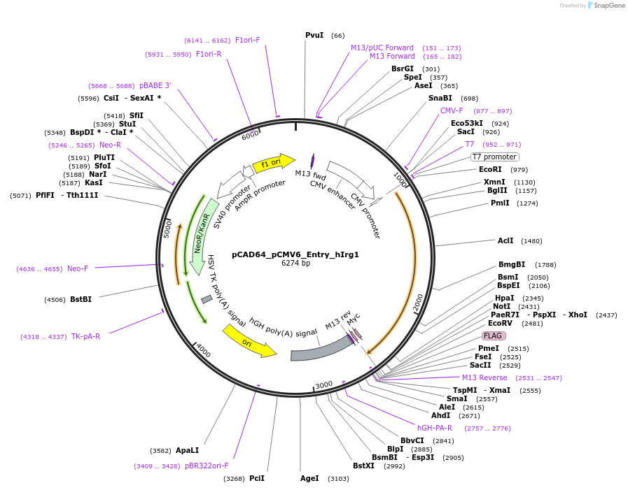 124879-plasmid-map-sequence-id-244579