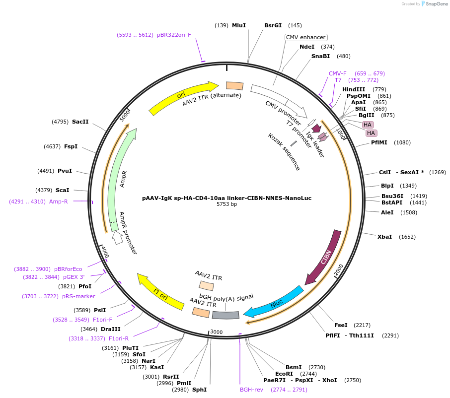 125229-plasmid-map-sequence-id-244580