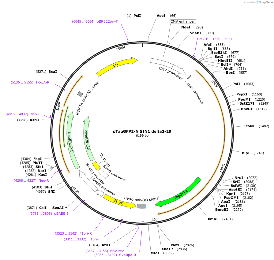 124923-plasmid-map-sequence-id-244583