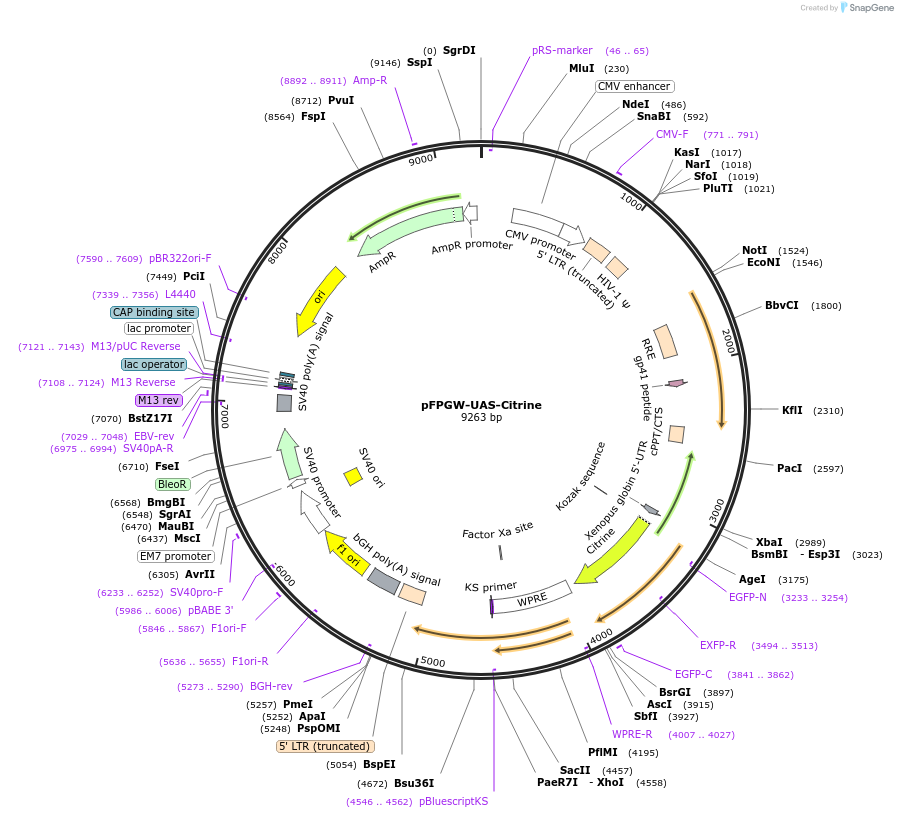 125232-plasmid-map-sequence-id-244584