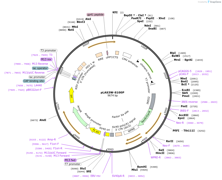 125009-plasmid-map-sequence-id-244598