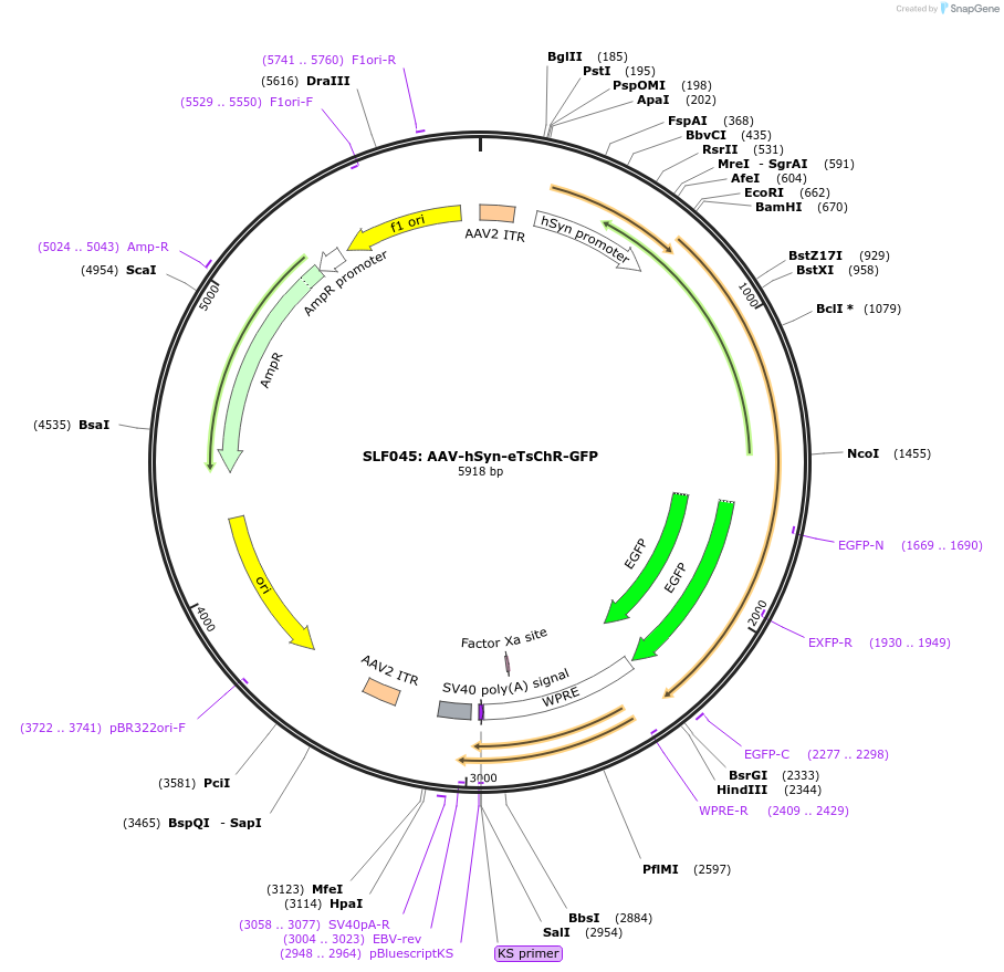 112280-plasmid-map-sequence-id-244599