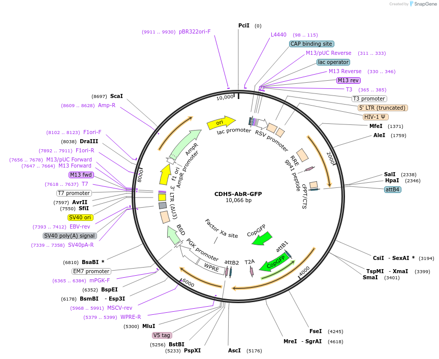 122970-plasmid-map-sequence-id-244602