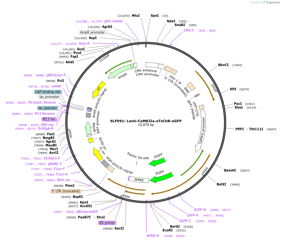 112281-plasmid-map-sequence-id-244614