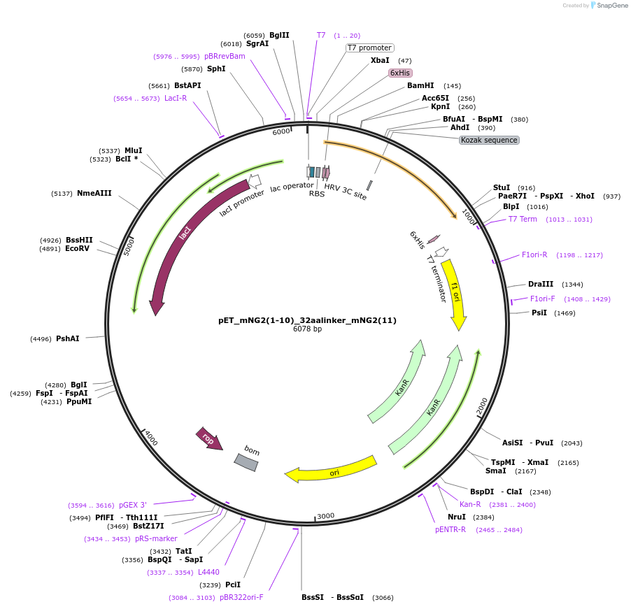 82611-plasmid-map-sequence-id-244620