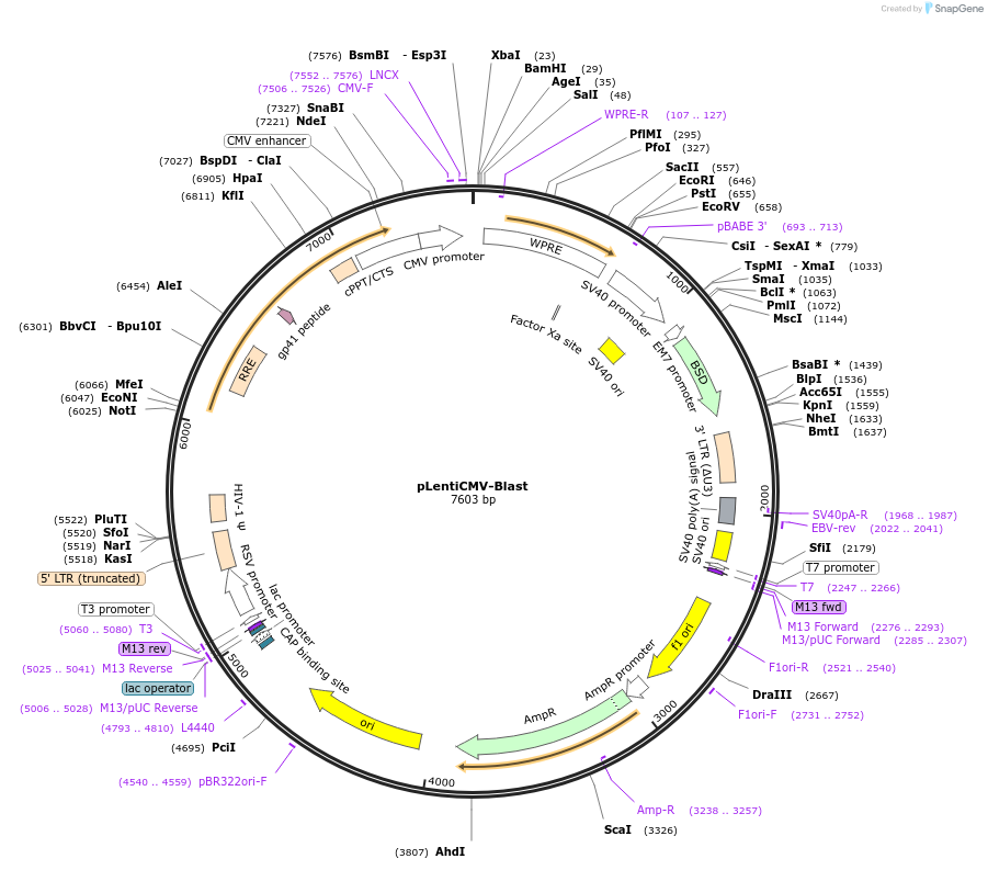 125133-plasmid-map-sequence-id-244664