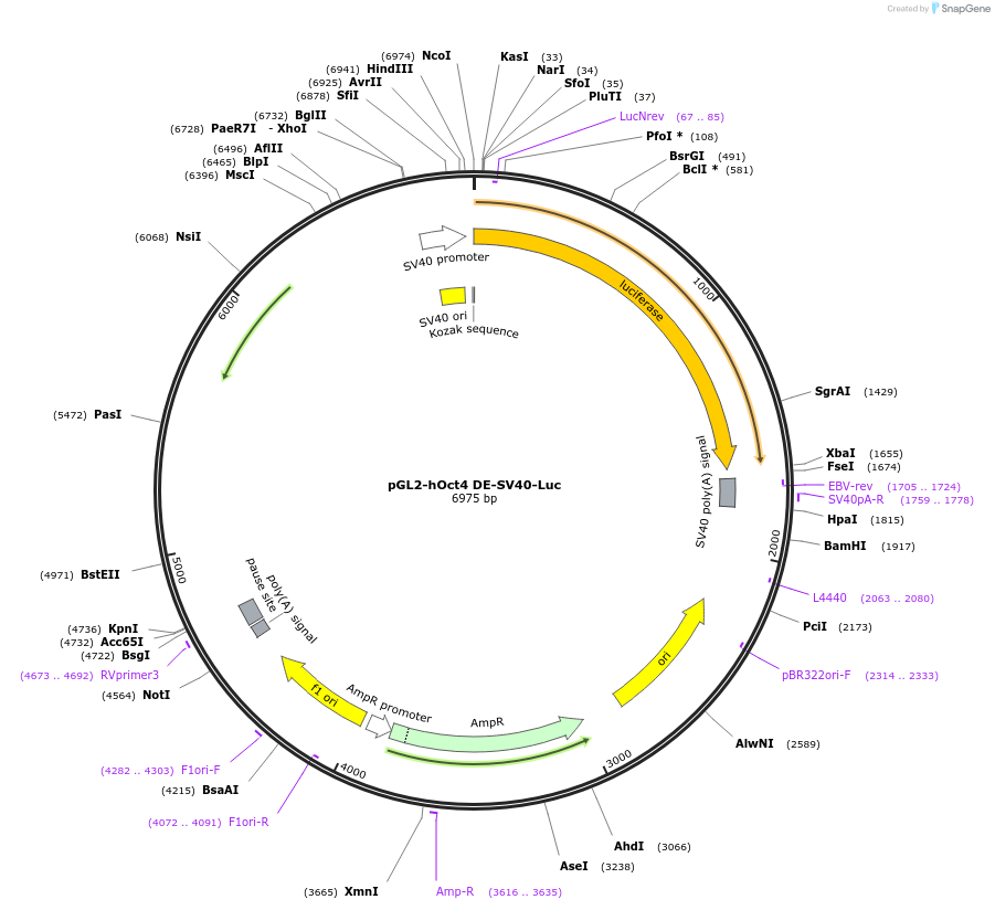 26279-plasmid-map-sequence-id-244682
