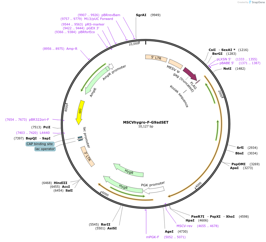 41722-plasmid-map-sequence-id-244685