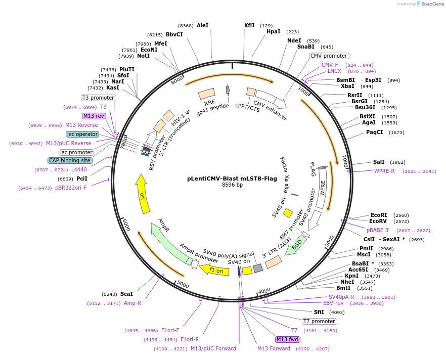 124915-plasmid-map-sequence-id-244686