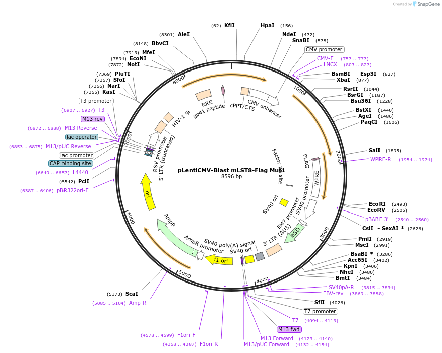 124916-plasmid-map-sequence-id-244688