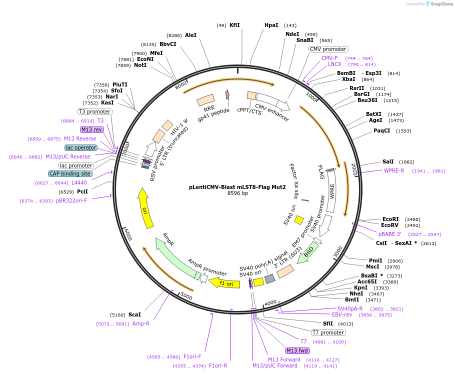 124917-plasmid-map-sequence-id-244689