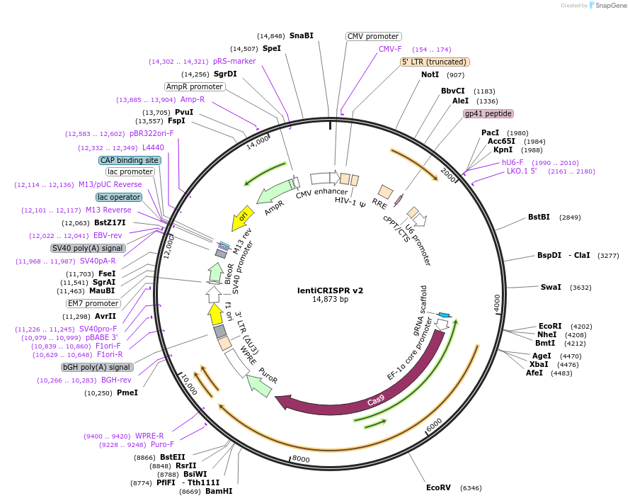 52961-plasmid-map-sequence-id-244694