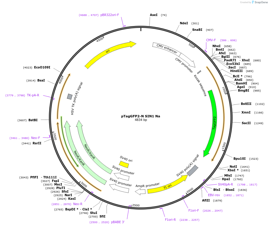 124928-plasmid-map-sequence-id-244696