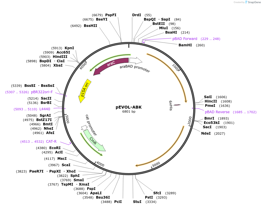 126035-plasmid-map-sequence-id-244699