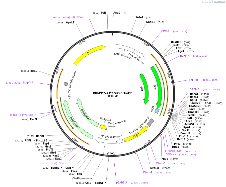 58473-plasmid-map-sequence-id-244703