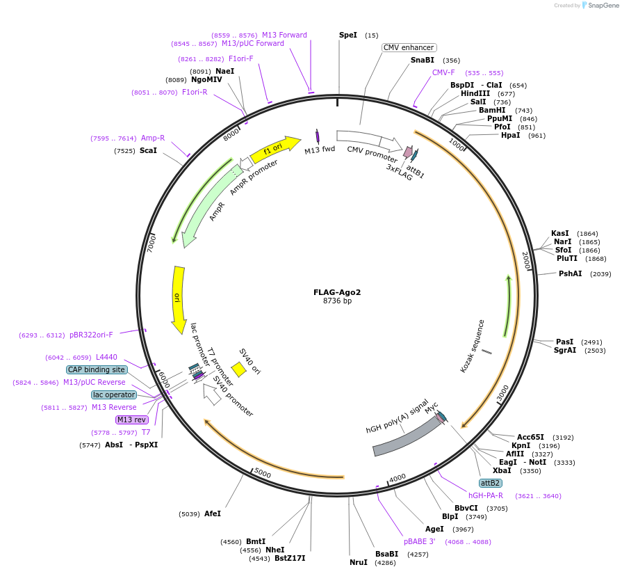 21538-plasmid-map-sequence-id-244704