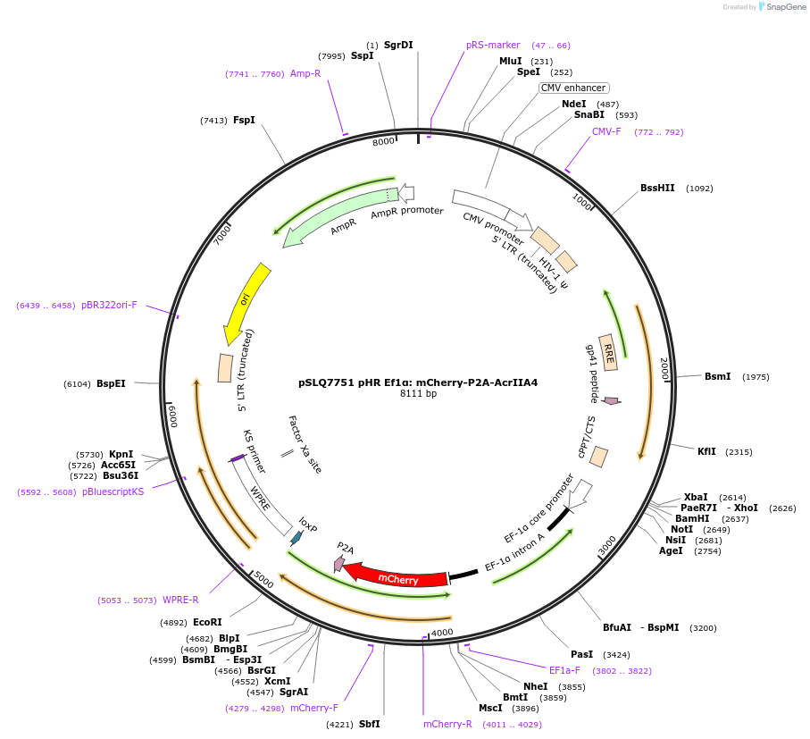 125148-plasmid-map-sequence-id-244735