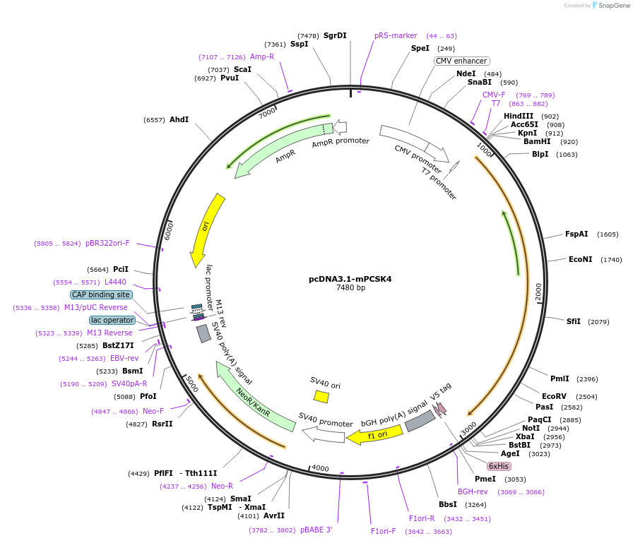 122675-plasmid-map-sequence-id-244737