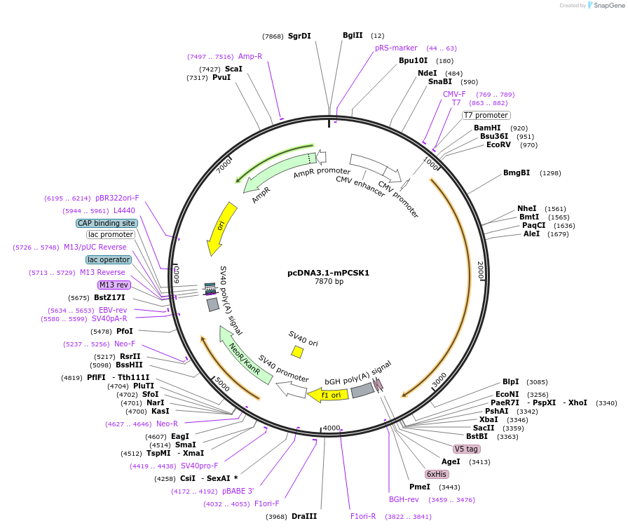 122672-plasmid-map-sequence-id-244738