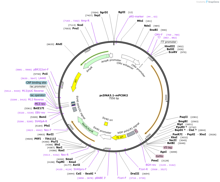 122673-plasmid-map-sequence-id-244739