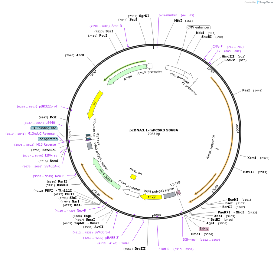 122680-plasmid-map-sequence-id-244743