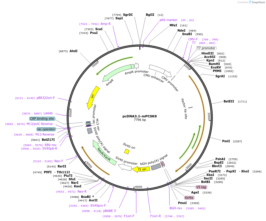 122678-plasmid-map-sequence-id-244744