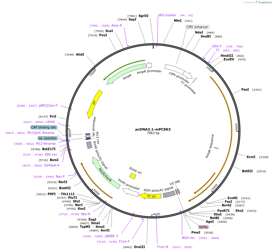 122674-plasmid-map-sequence-id-244745