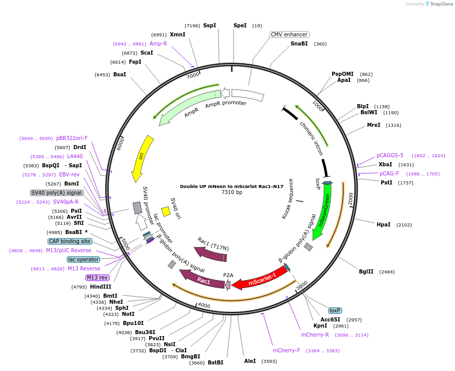 125137-plasmid-map-sequence-id-244754