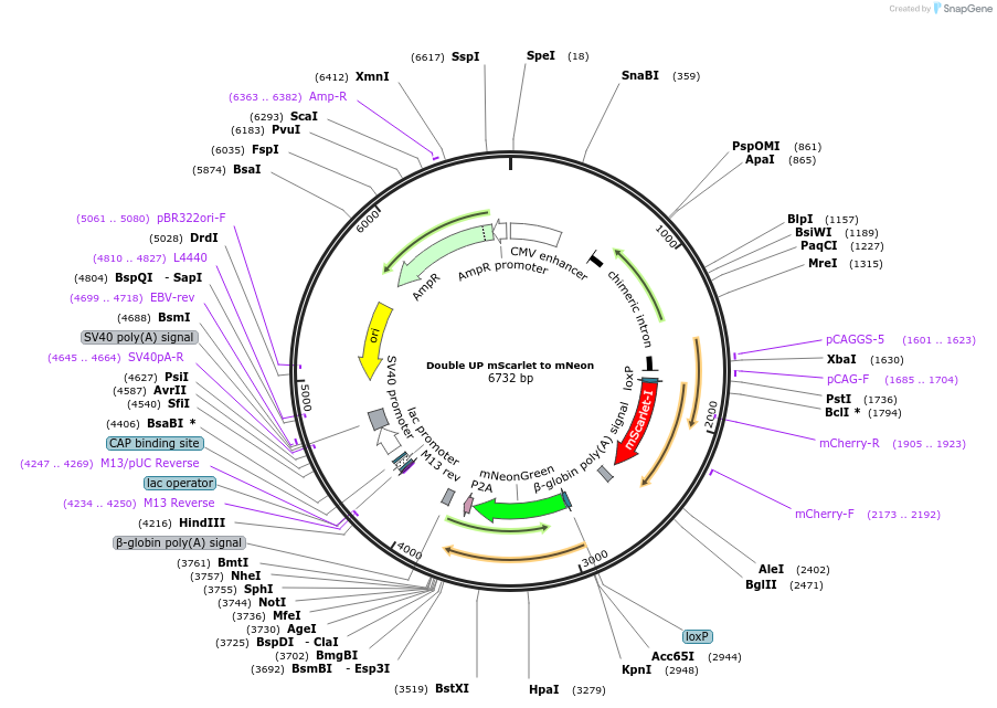 125139-plasmid-map-sequence-id-244755