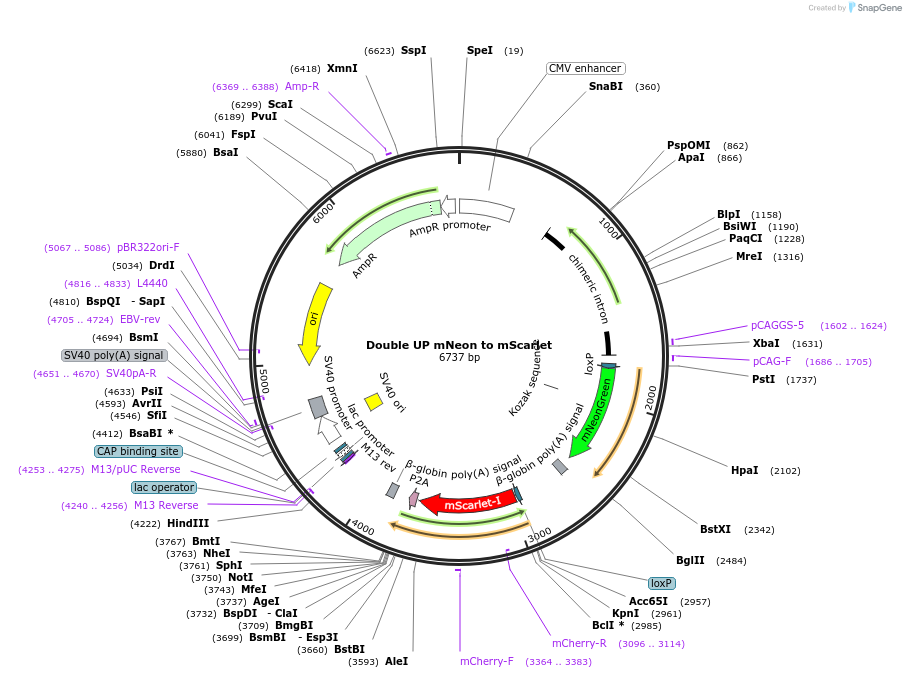 125134-plasmid-map-sequence-id-244757