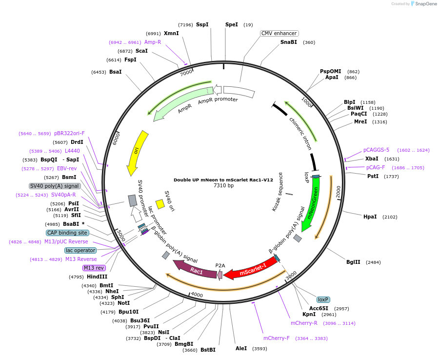 125136-plasmid-map-sequence-id-244760