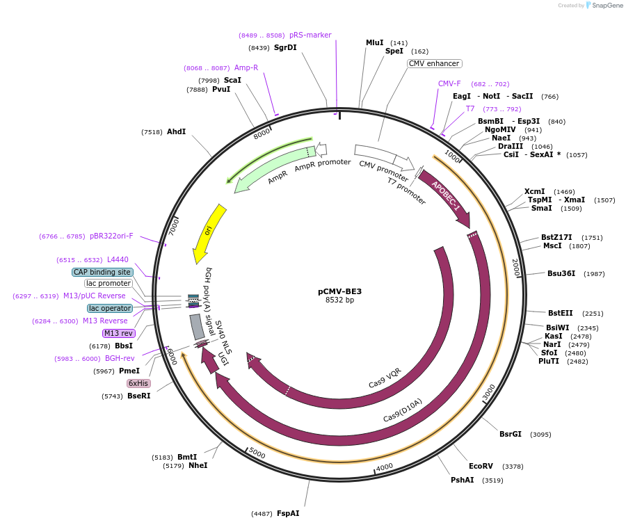 73021-plasmid-map-sequence-id-244778