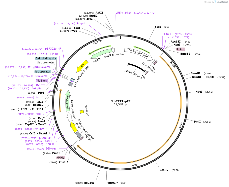 49792-plasmid-map-sequence-id-244794