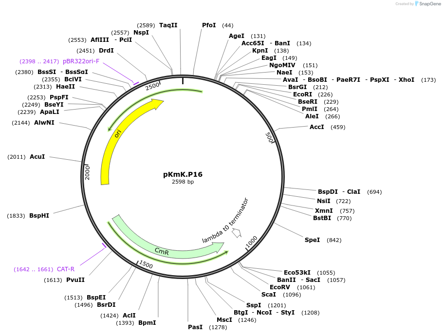 125049-plasmid-map-sequence-id-244818