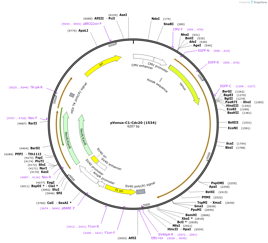 26058-plasmid-map-sequence-id-244825