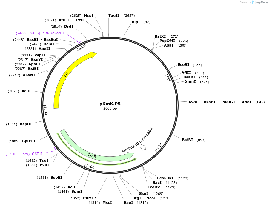 125038-plasmid-map-sequence-id-244826
