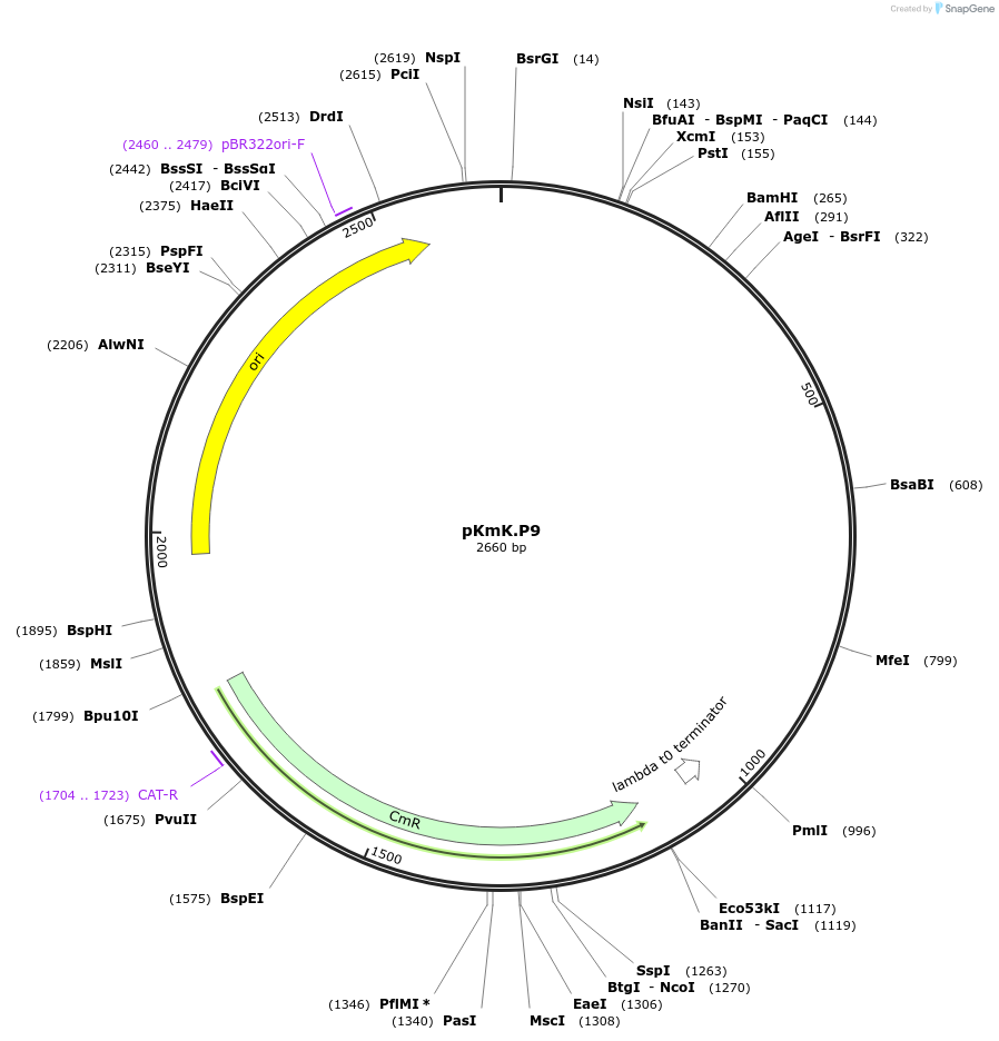 125042-plasmid-map-sequence-id-244827
