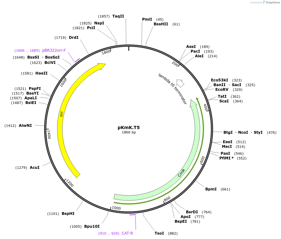 125057-plasmid-map-sequence-id-244829