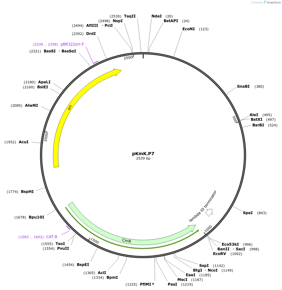 125040-plasmid-map-sequence-id-244831