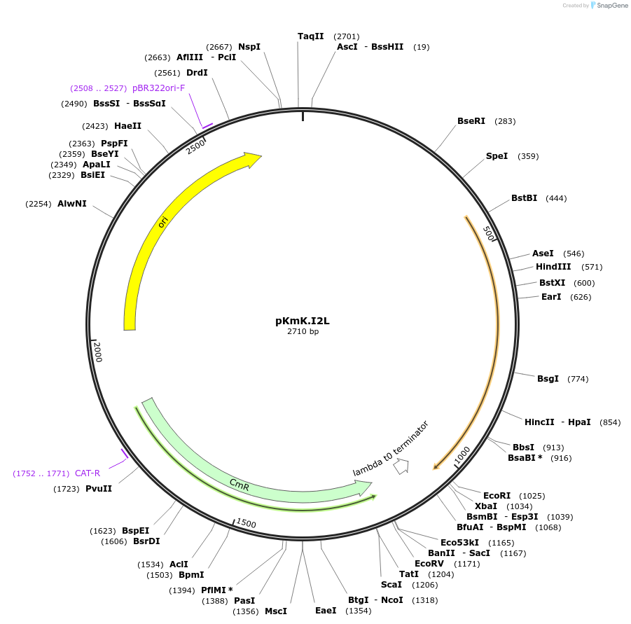 125031-plasmid-map-sequence-id-244836