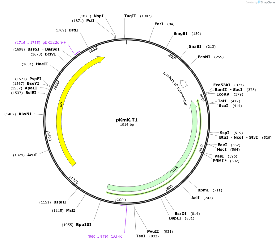 125053-plasmid-map-sequence-id-244837