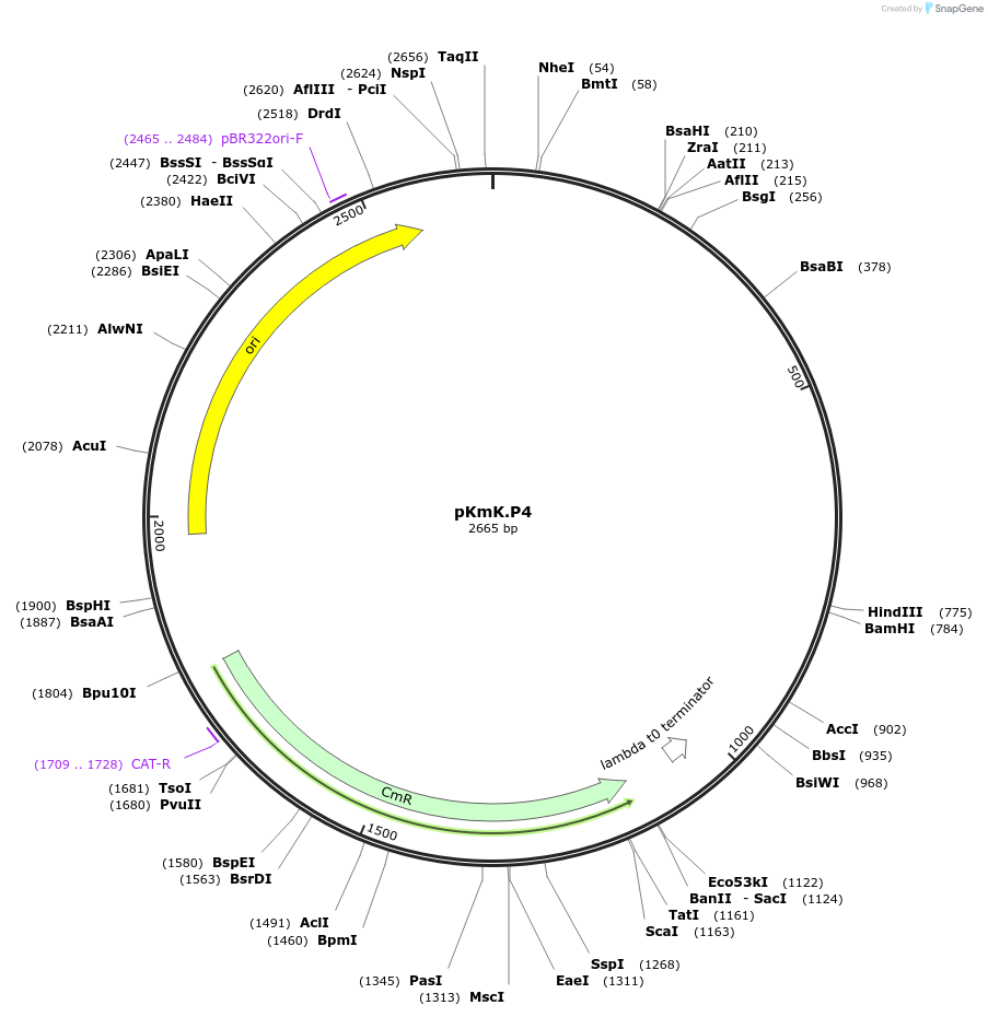 125037-plasmid-map-sequence-id-244840
