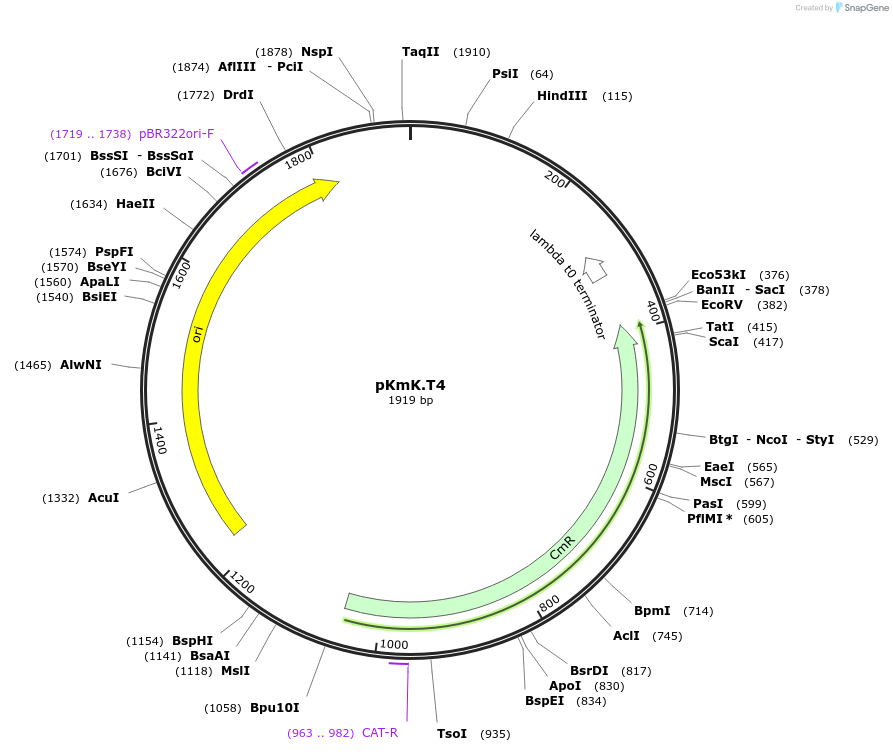 125056-plasmid-map-sequence-id-244845