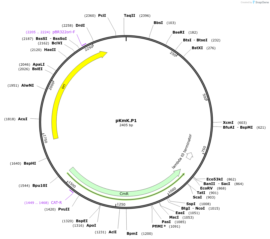 125034-plasmid-map-sequence-id-244846