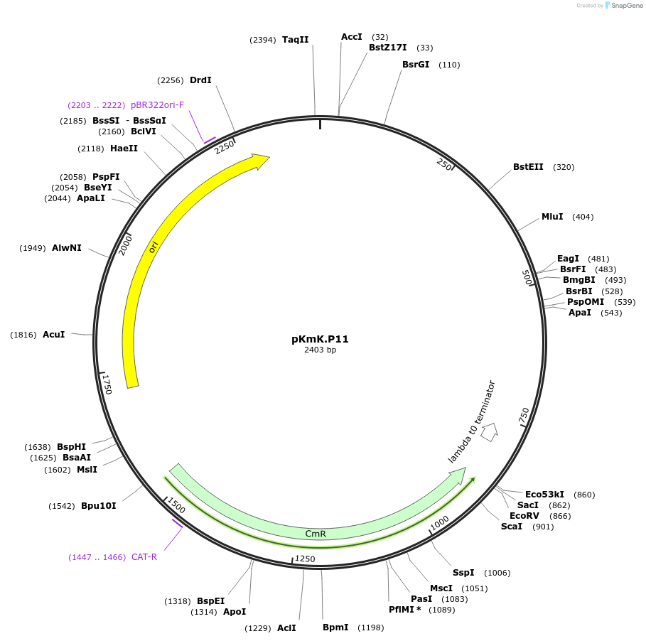 125044-plasmid-map-sequence-id-244848