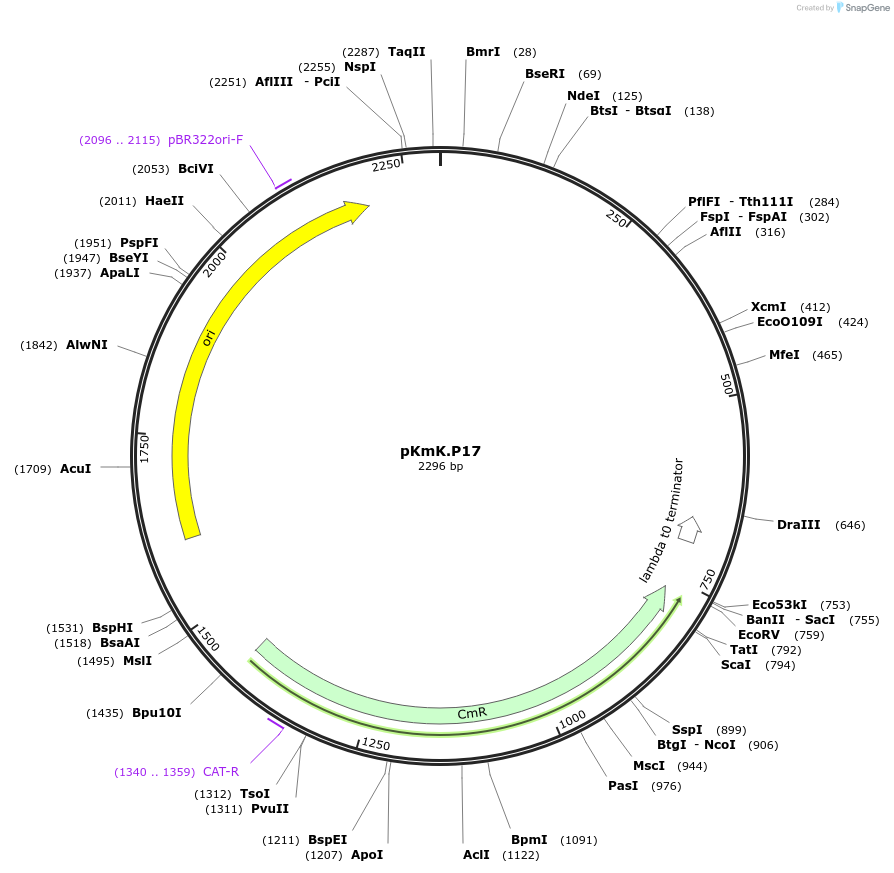 125050-plasmid-map-sequence-id-244850