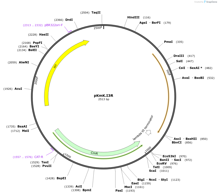 125065-plasmid-map-sequence-id-244869